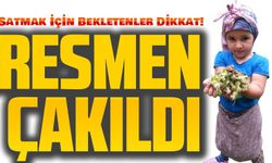 Fındık Fiyatları Resmen Çakıldı! Fındığını Satmak İçin Bekletenler Dikkat!