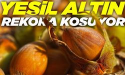 Karadeniz’de Fındık Depremi Rakamlar Tersine Döndü; İşte o fiyatlar...