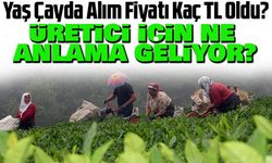 Yaş Çayda Alım Fiyatı Kaç TL Oldu? Resmî ve Özel Sektör Alım Fiyatları