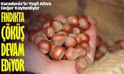Fındıkta Tarihi Düşüş! Üretici İsyanda: “Bir Bilgin Var mı Lütfi Bey?”