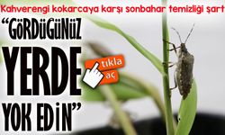 Kahverengi Kokarcanın Kışlaklarda Yok Edilmesi Biyolojik Mücadeleye Destek Oluyor