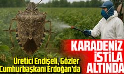 Karadeniz’i Kokarca İstilası Sardı! Üretici Endişeli, Gözler Cumhurbaşkanı Erdoğan’da