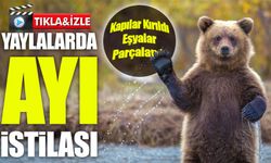 Rize yaylalarında ayı paniği: 20 yayla evi ayılar tarafından talan edildi