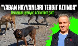 Başıboş Köpekler Yaban Hayatını ve Trafik Güvenliğini Tehdit Ediyor