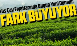 Yaş Çay Fiyatlarında Bugün Yeni Dönem! ÇAYKUR ve Özel Sektör Arasındaki Fark Büyüyor