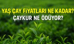 Doğu Karadeniz’de Yaş Çay Fiyatları Ne Kadar: İl İl Güncel 2025 Verileri
