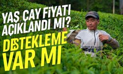 2025 Yaş Çay Fiyatı Açıklandı mı? İşte ÇAYKUR ve Özel Sektör Rakamları