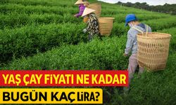 Yaş Çay Fiyatı Ne Kadar? ÇAYKUR Alım Fiyatı ve Özel Sektör Güncel Rakamları