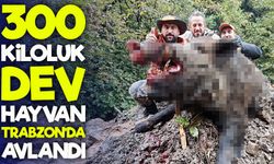 Tarım arazilerini korumak için Trabzon’da sürek avı yapıldı: 7 tanesi vuruldu!