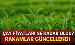 2025 Yaş Çay Fiyatları Bugün Ne Kadar Oldu? ÇAYKUR Alım Fiyatı ve Özel Sektör Rakamları Güncellendi