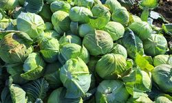 Bafra Ovası’nda beyaz lahana hasadı başladı: Kilosu 8 liradan alıcı buluyor