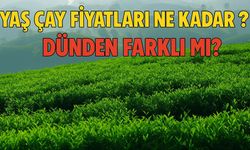 Yaş Çay Fiyatları Bugün Ne Kadar Oldu? ÇAYKUR 2025 Alım Fiyatı Açıklandı Mı?