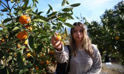 RTEÜ’den Turuncu Şenlik: “Haydi Hep Birlikte Mandalina Hasadına”
