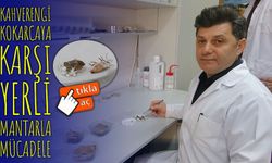 Kahverengi Kokarcaya Karşı Zehirli Mantarlarla Biyolojik Mücadele Başlıyor
