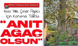 Giresun'daki Asırlık Çınar Ağacı Koruma Altına Alınmayı Bekliyor