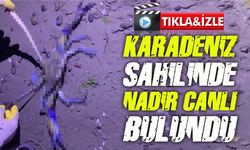 Karadeniz’de Nadir Misafir: Atakum’da Mavi Yengeç Görüntülendi