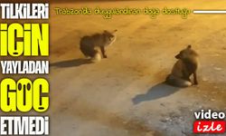 Trabzon’da duygulandıran doğa dostluğu: Kasap Rafet Hancı tilkileri için yaylayı bırakmıyor