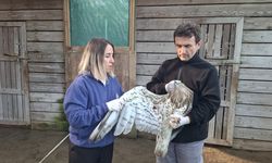 Tokat'ta yaralı bulunan yılan kartalı Samsun'da tedavi ediliyor