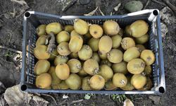 Ordu'da üreticiler tescilli kivide hasada devam ediyor