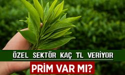 ÇAYKUR 2025 Yaş Çay Alım Fiyatı Açıklandı: Özel Sektör Kaç TL Veriyor