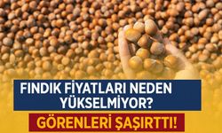 Fındık Fiyatları Görenleri Şaşırttı! Fındık Fiyatları Neden Yükselmiyor?