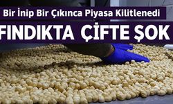 Bugün Fındıkta Çifte Şok: Fiyat Bir İnip Bir Çıkınca Piyasa Kilitlendi