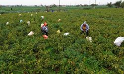 Bafra Ovası'nda kapya biber hasadı devam ediyor
