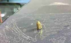 Artvin'de maganda kurşunu park halindeki araca ve iş yerine isabet etti