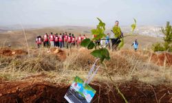 Bayburt’ta 97 bin 620 fidan toprakla buluşturuldu