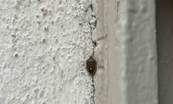 Bayburt’ta kokarca böceği görüldü