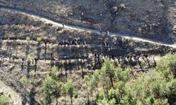 Bayburt’ta minik eller ‘Yeşil Vatan’ için fidan dikti