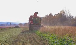 Bayburt’un Çiftetaş köyünde şeker pancarı hasadına başlandı