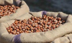 Fındık üreticilerinden Ferrero’ya "manipülasyon" tepkisi: "Amaç üreticiyi panikletip ucuza fındık almak"