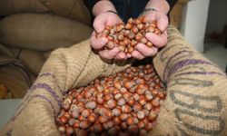 Giresun'da fındık fiyatları tekrar yükselişe geçti