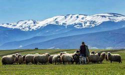 Samsun'da ilk 9 ayda yarım milyon turist konakladı