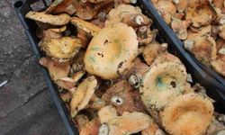 Gök Gürültüsüyle Birlikte Ortaya Çıkıyor: Ormanda Kendiliğinden Yetişen 450 TL’lik Lezzet Yoğun İlgi Görüyor