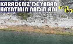 Artvin’de yaban hayatın nadir anı: Dağ keçileri Çoruh kıyısında su içerken görüntülendi