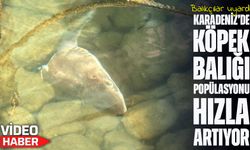 Trabzon kıyılarında köpek balığı hareketliliği dikkat çekiyor; Balıkçılar Uyardı