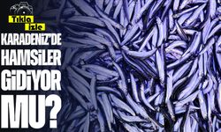 Karadeniz'de Sıcak Deniz Suyu Hamsinin Göçünü Erken Tamamlamasına Neden Oldu