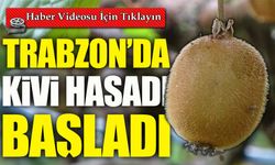 Trabzon’da Kivi Hasadı Başladı: İran Kivisi Fiyatları Düşürüyor