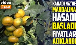 Rize’de Mandalina Bereketi:;  Hasat Başladı, Fiyatlar Açıklandı