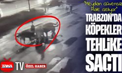 Trabzon Atatürk Alanı’nda Sokak Köpeği Tehlikesi: Sokak Köpekleri Meydanda Kediyi Parçaladı O Anlar Kameralarda...