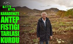 Karadeniz’de Antep Fıstığı Denemesi: 75 Yaşındaki Emekli 650 Fidanla Üretime Başladı