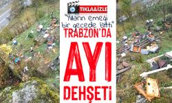 Trabzon’da ayı dehşeti: Araklı’da 50’den fazla arı kovanı parçalandı