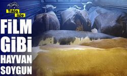 Artvin Borçka’da film gibi hayvan hırsızlığı: Mandıra basıldı, çalışan rehin alındı