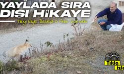 Pimbilona Yaylası’nda Tilkiyi Eliyle Besledi, O Anlar Viral Oldu