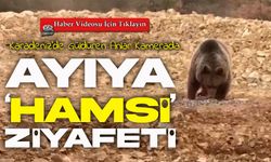 Yol Kenarındaki Ayıya ‘Hamsi’ Ziyafeti: Gümüşhane’de Sıra Dışı Karşılaşma