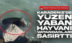 Karadeniz'in Ormanlık Alandan Denize Giren Domuz Kıyıya Yakın Yüzdü, O Anlar Kaydedildi