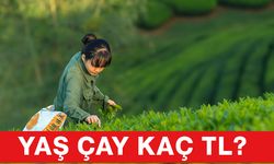 Rize, Trabzon, Artvin, Giresun’da Yaş Çay Kaç TL? 2025 Özel Sektör Fiyatları