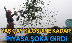 Yaş Çay Kilosu Ne Kadar? ÇAYKUR Fiyatıyla Piyasa Şoka Girdi!